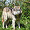 North American Timberwolf - 1