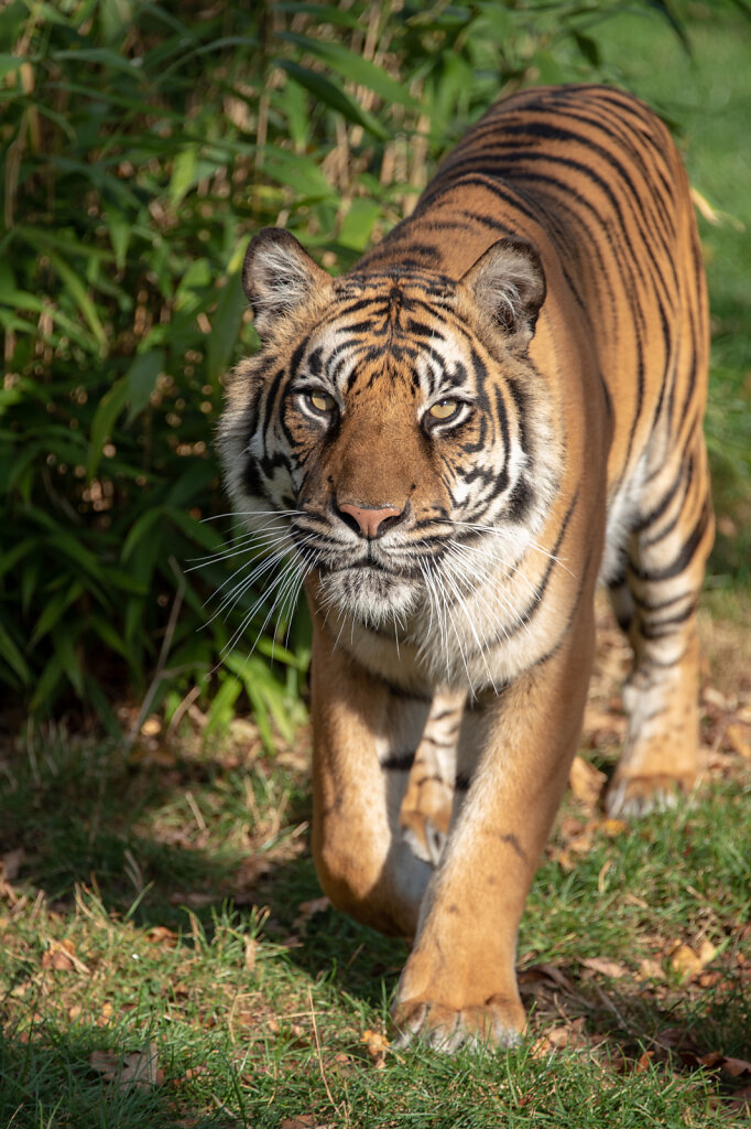 Sumatran Tiger - 4