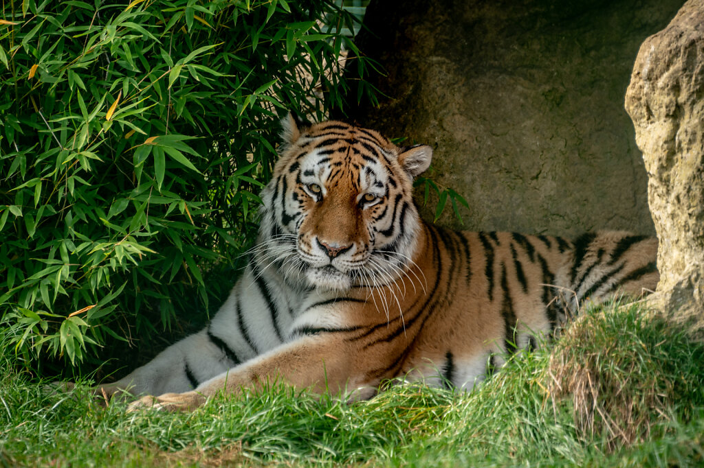 Sumatran Tiger - 8
