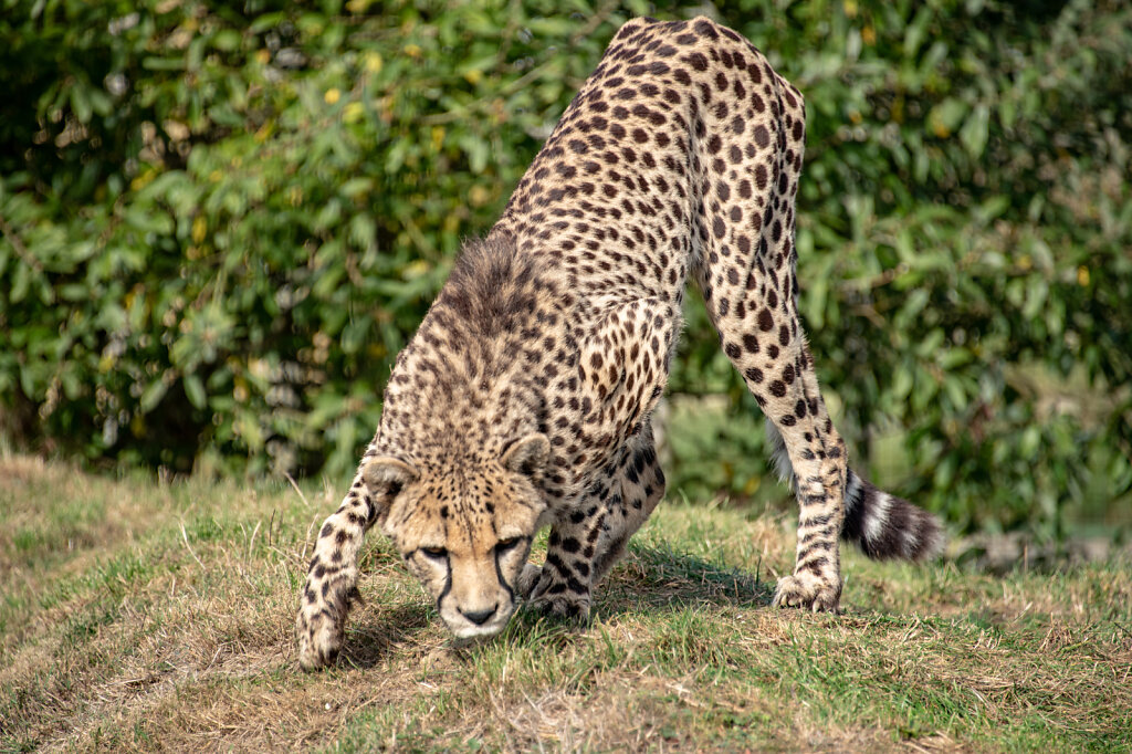 Cheetah - 1