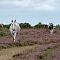 New-Forest-Ponies-1-of-1-3.jpg