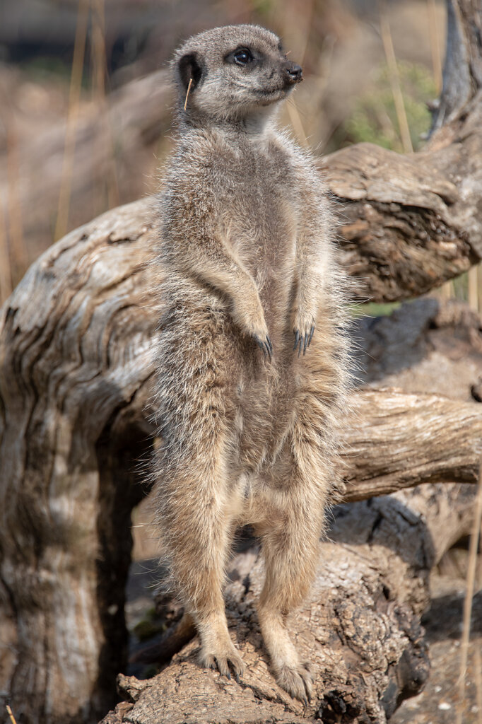 meerkat-1-of-1-2.jpg