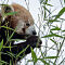 Red-Panda-1-of-1.jpg