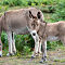 Donkey-family.jpg