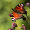 Peacock-Butterfly.jpg