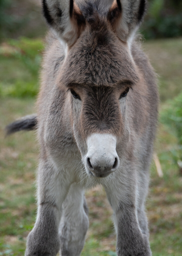 Baby-donkey.jpg