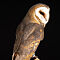 Barn-owl-BP-side.jpg